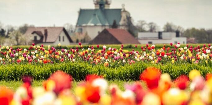 Vibrant tulip field with a historic church in the background under cloudy skies in Poland.
