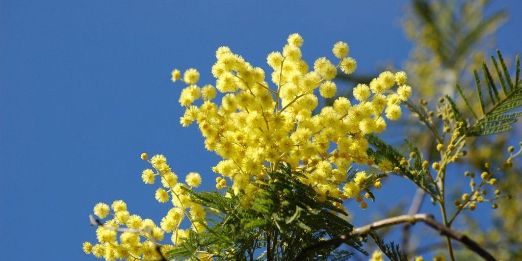 yellow flower, mimosa, spring, mimosa, mimosa, nature, mimosa, mimosa, mimosa