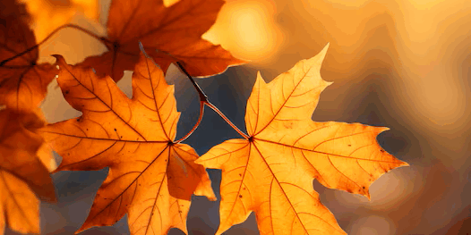 vue feuilles automne seches tombees trottoir rue 23 2150719424